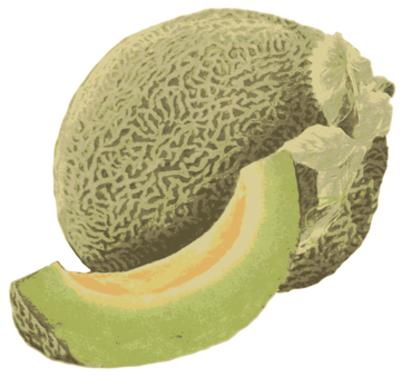 Galia Melon Photo Background Transparent Png Images And Svg Vector