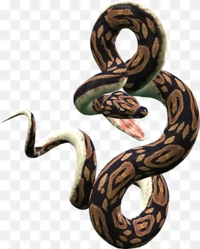 Brown and Black Snake in Motion