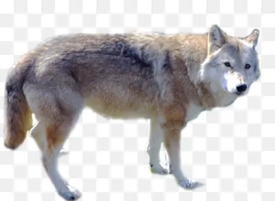 Light Brown Wolf in the Wild