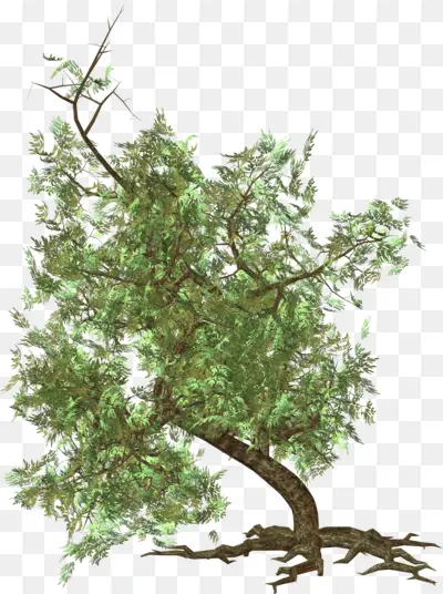 Lush Green Tree with Sprawling Branches