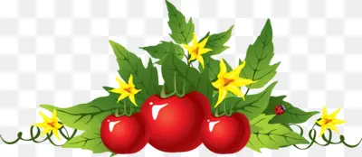 Tomato Plant with Red Tomatoes