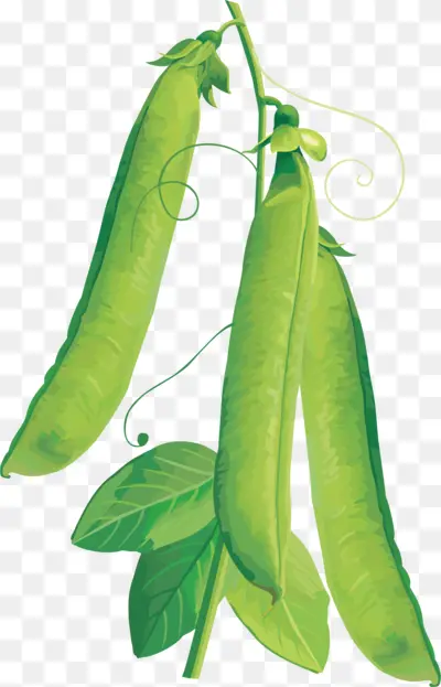 Green Pea Pods on Vine