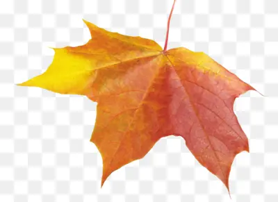 Yellow and Red Maple Leaf in Autumn