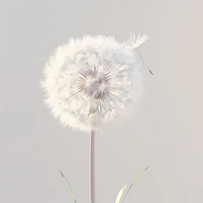 Single Dandelion in Nature