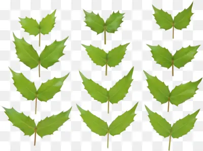 Various Green Leaves in Nature