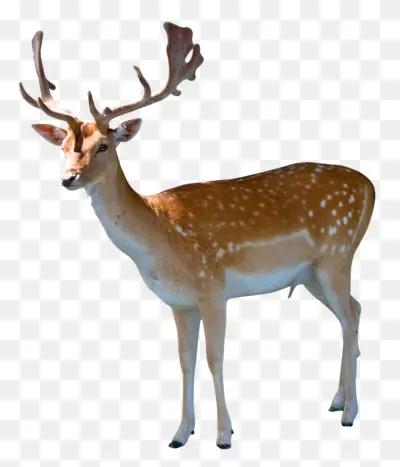 Graceful Deer with Antlers