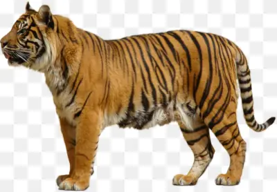 Majestic Tiger