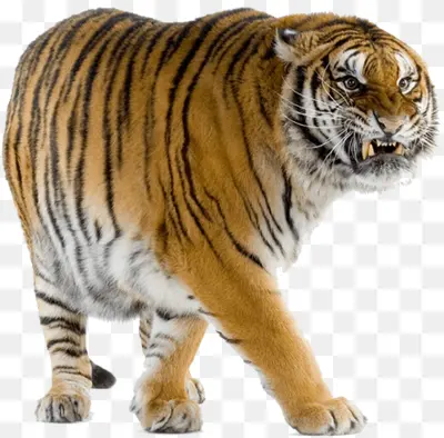 Fierce Tiger with Stripes