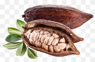 Brown Cocoa Pod with Seeds