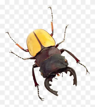 Yellow and Black Beetle on Transparent Background