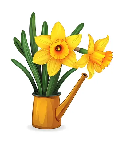 Yellow Daffodils in a Watering Can