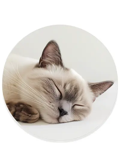 Cute Sleeping Cat