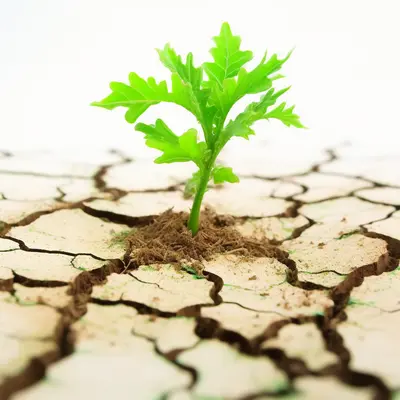 Green Plant Growing in Cracked Dry Soil