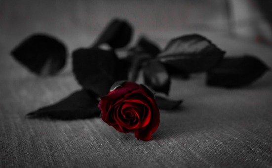 Rose photography black fuegodigital.comraphy