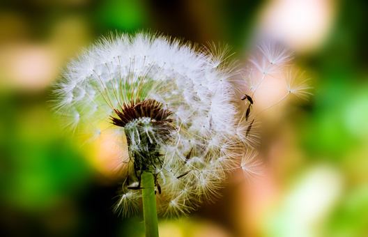 Computer Wallpaper,plant,flora Background - Royalty Free Photo 