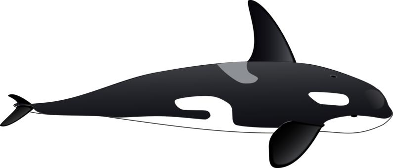 Download Killer Whale Photo Background Transparent Png Images And Svg Vector Clipart Png Clipart Royalty Free Svg Png