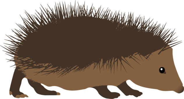 Porcupine photo background, transparent png images and svg vector ...