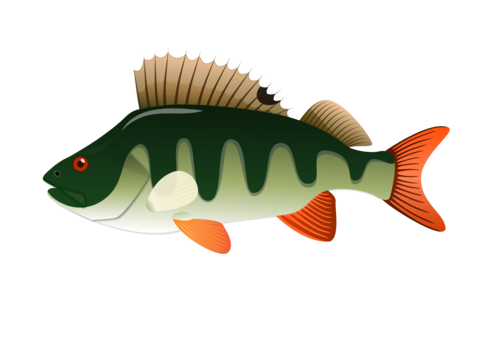 Yellow Perch photo background, transparent png images and svg vector ...