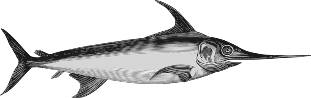 Download Billfish,Shark,Marine Biology PNG Clipart - Royalty Free ...