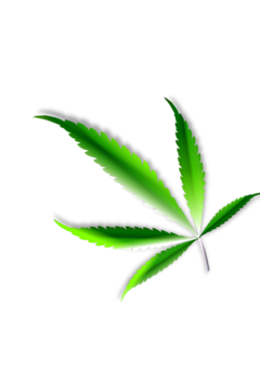 Cannabis Sativa Photo Background, Transparent Png Images And Svg Vector ...