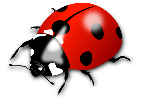 Red Circle png download - 1750*2336 - Free Transparent Ladybird