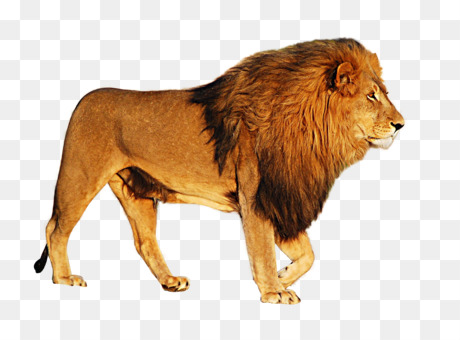 Lion Felidae Computer Icons Roar 3d Computer Graphics Free Png Image
