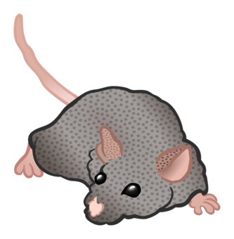 Download Dormouse,Muridae,Tail PNG Clipart - Royalty Free SVG / PNG