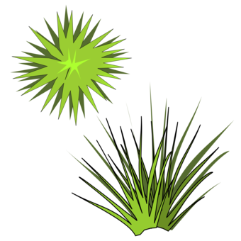 Plant,Flower,Area PNG Clipart - Royalty Free SVG / PNG