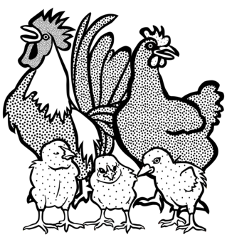 Bird, Chicken, Chicken As Food, Drawing, Galinha Caipira, Beak, Rooster,  Poultry, Chicken, Chicken As Food, Drawing png