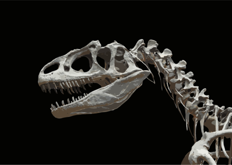 Allosaurus photo background, transparent png images and svg vector ...