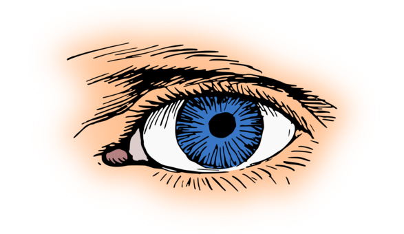 Iris,Eye,Organ PNG Clipart - Royalty Free SVG / PNG