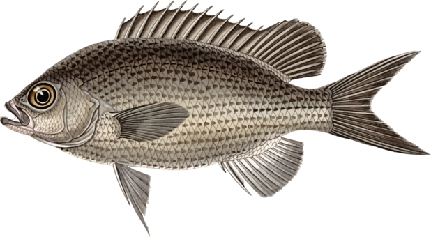 Download Perch,Tilapia,Seafood PNG Clipart - Royalty Free SVG / PNG