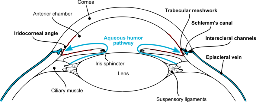 Aqueous Humour Photo Background, Transparent Png Images And Svg Vector 