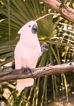 Cockatoo Photo Background Transparent Png Images And Svg Vector Clipart Png Clipart Royalty Free Svg Png